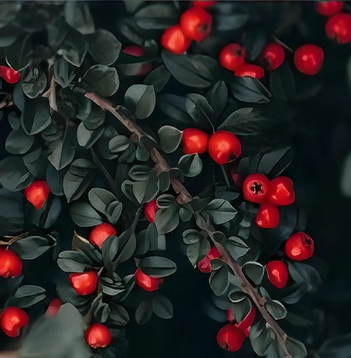 Ягоды и листья